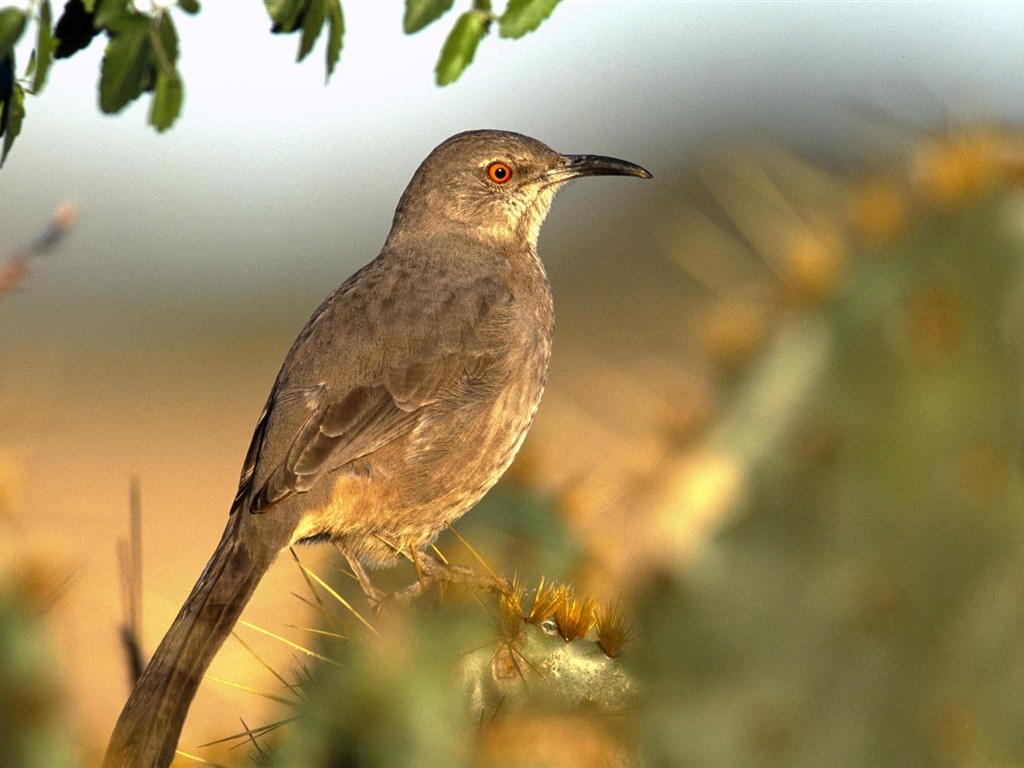  HDの壁紙鳥の写真 #25 - 1024x768