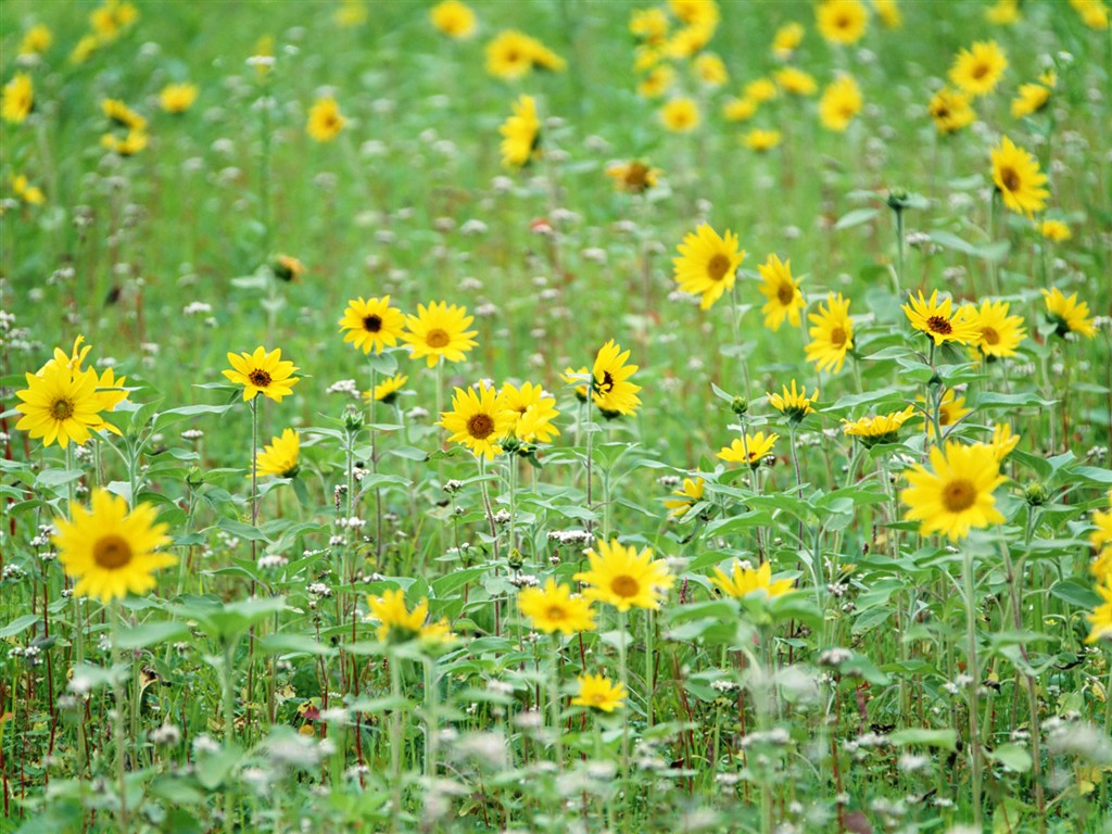 Wildflower Hintergrundbilder #13 - 1024x768