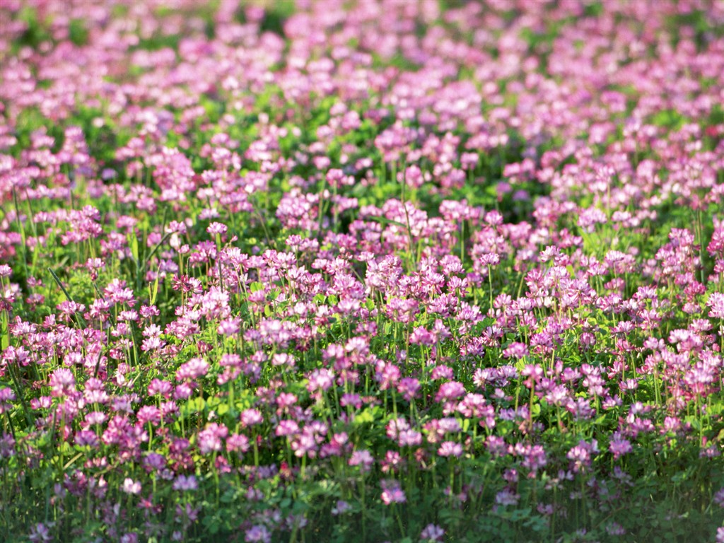 Wildflower Hintergrundbilder #23 - 1024x768