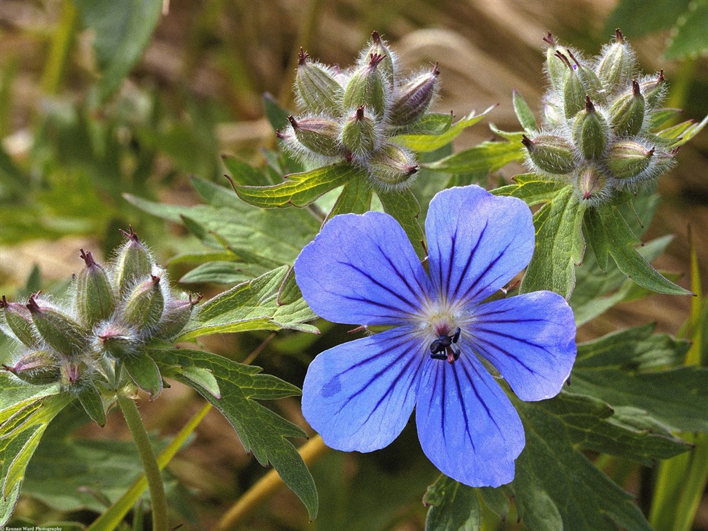 美麗鮮花桌面壁紙(一) #20 - 1024x768