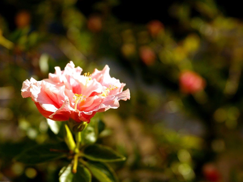 美麗鮮花桌面壁紙(一) #37 - 1024x768