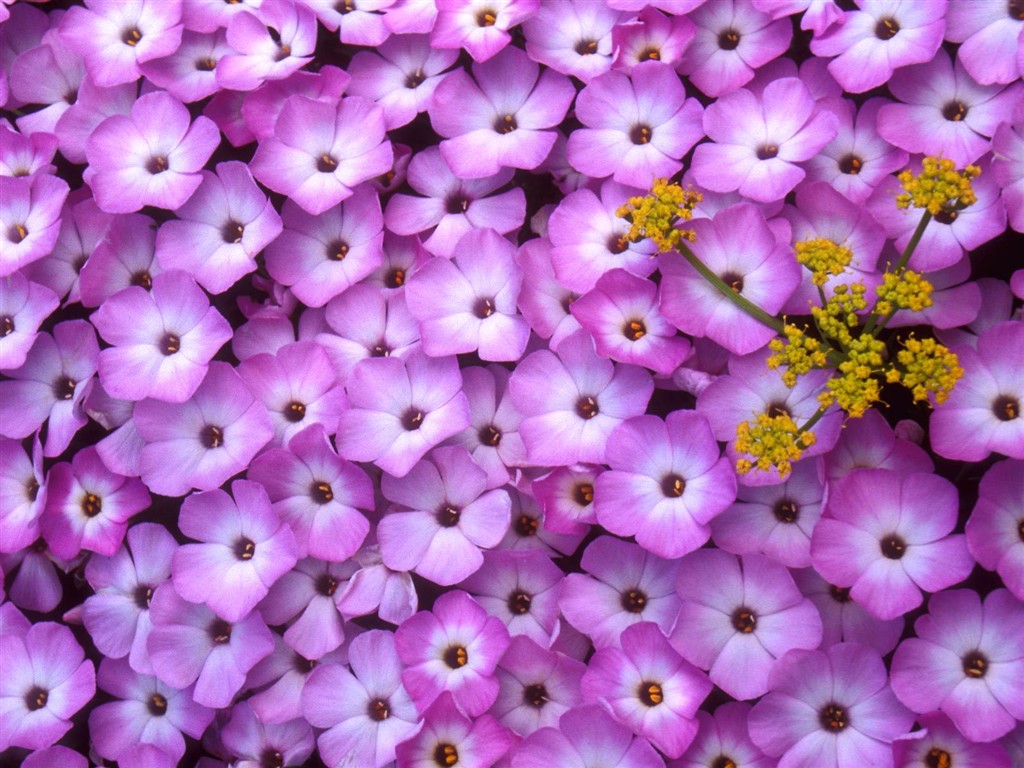 Hermoso fondo de pantalla Flores (2) #10 - 1024x768