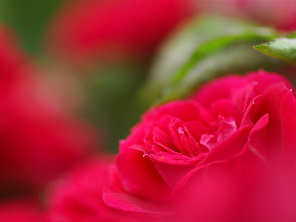 fondos de escritorio de flores brillantes de cerca #3 - 1024x768