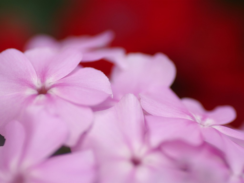 fondos de escritorio de flores brillantes de cerca #4 - 1024x768