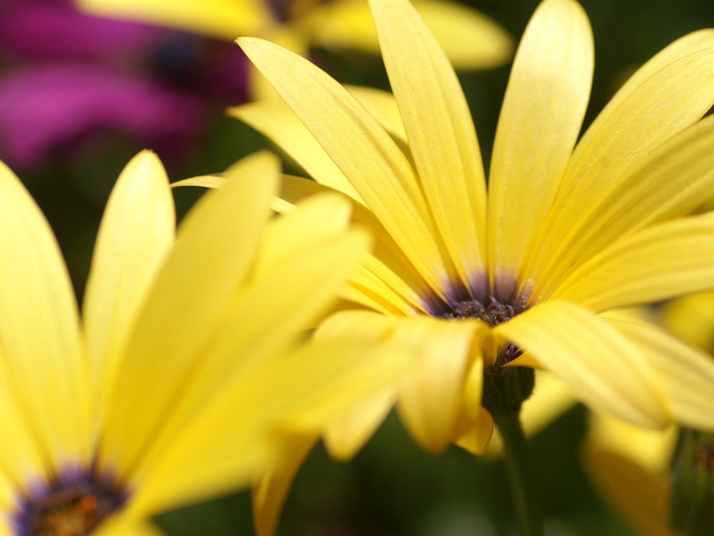 fondos de escritorio de flores brillantes de cerca #5 - 1024x768