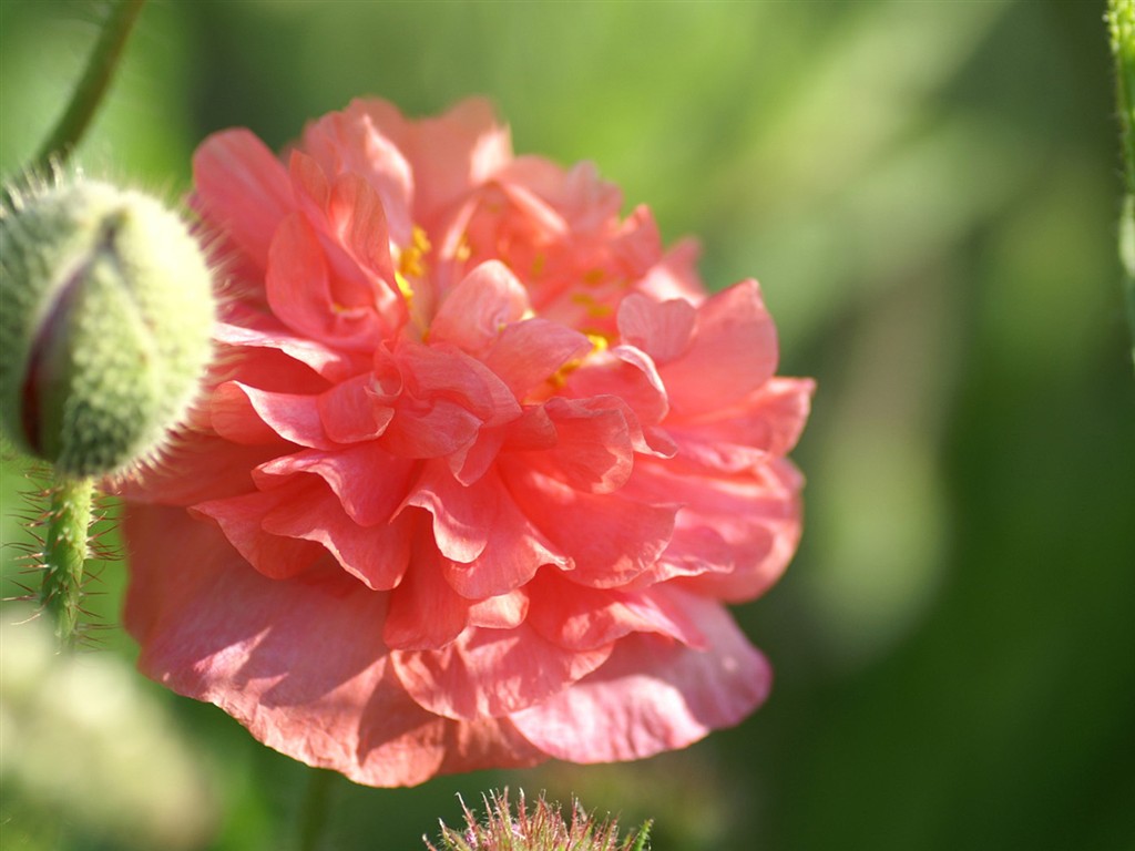 fondos de escritorio de flores brillantes de cerca #6 - 1024x768