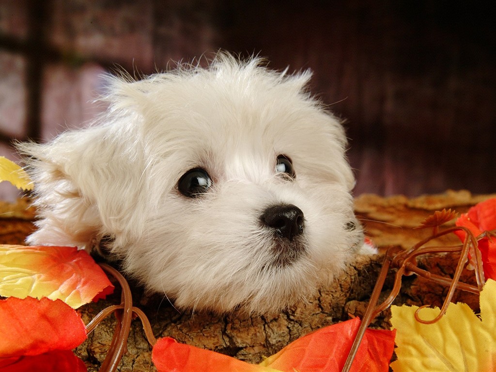 Fond d'écran Fluffy petit chien #4 - 1024x768