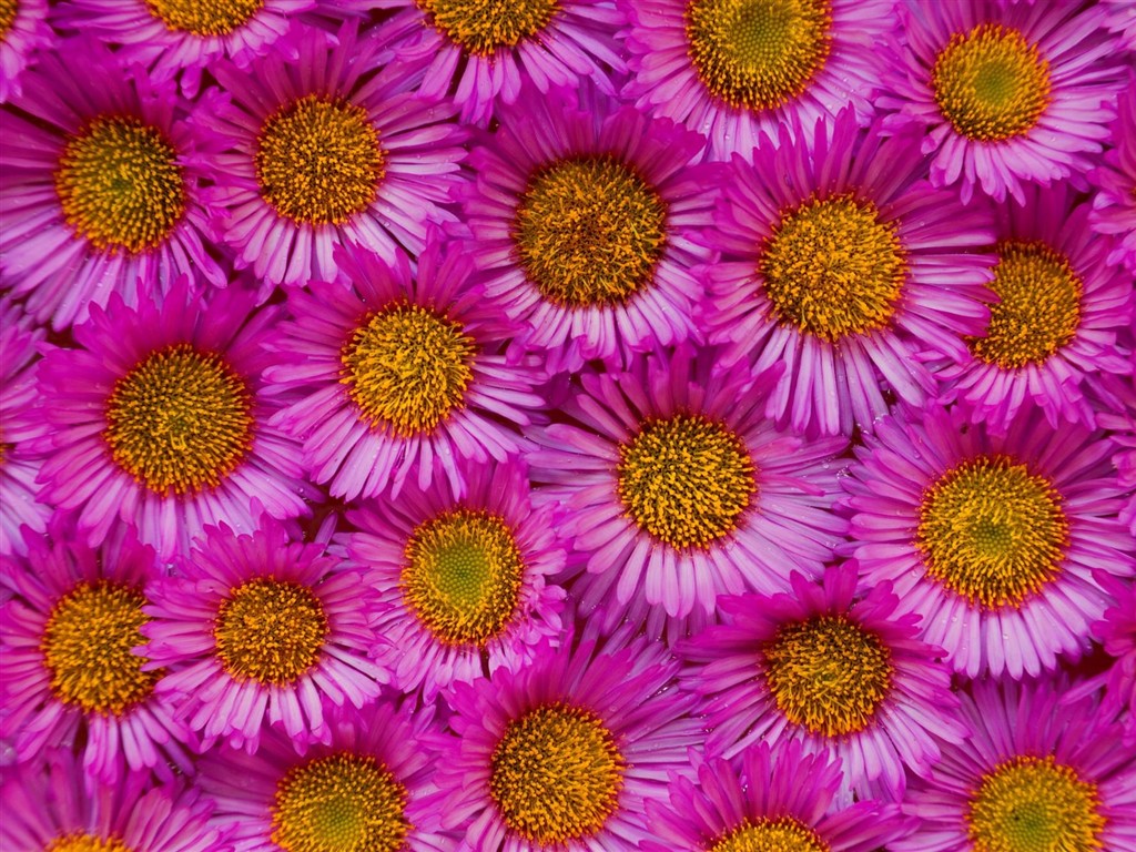 krásné květiny tapety (3) #36 - 1024x768
