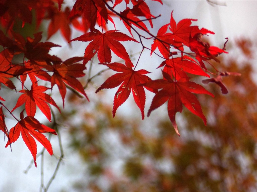 Japan Tour: Rokko Mountain feuilles #1 - 1024x768