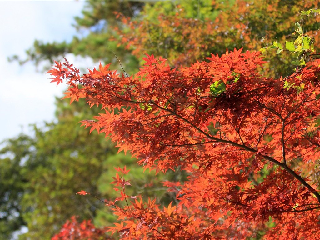 Japan Tour: Rokko Mountain feuilles #3 - 1024x768