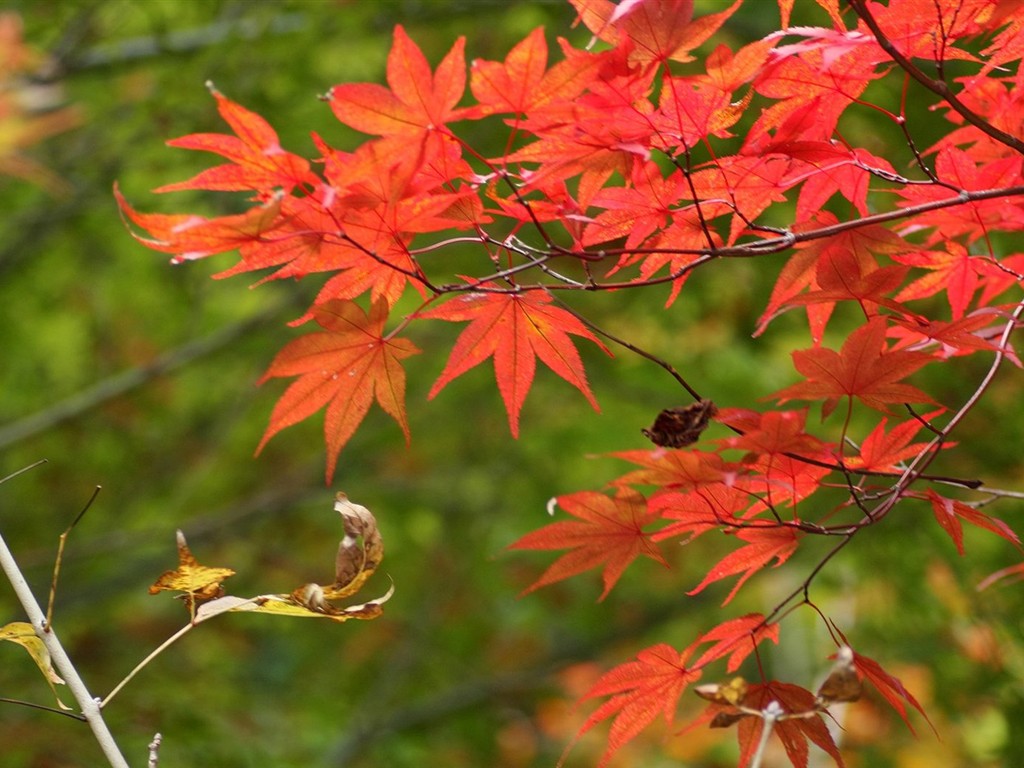 Japan Tour: Rokko Mountain feuilles #5 - 1024x768