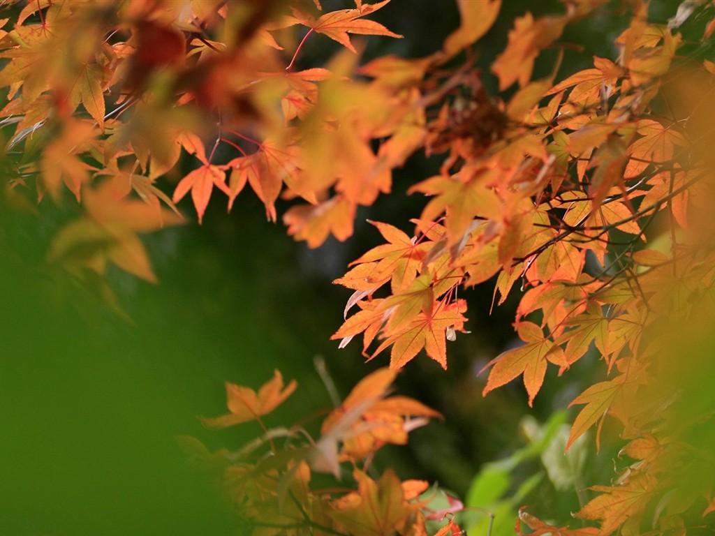 Japan Tour: Rokko Mountain feuilles #6 - 1024x768