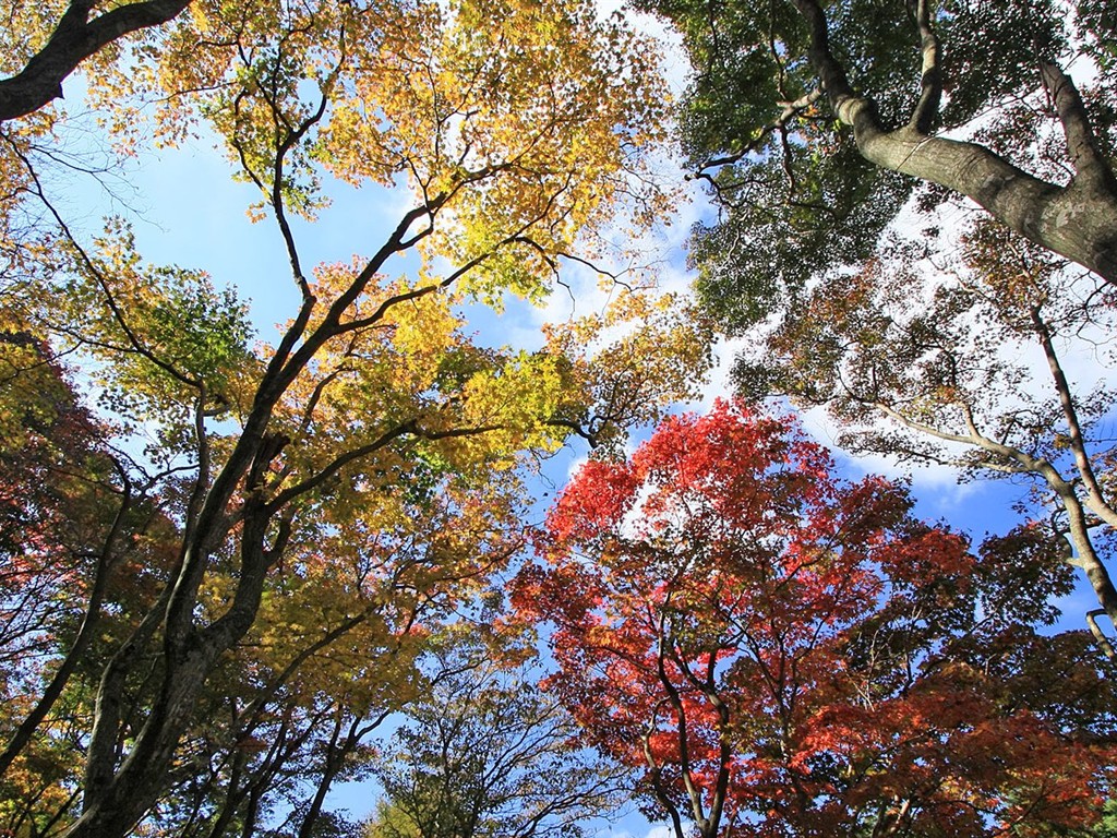 日本之旅：六甲山之紅葉 #11 - 1024x768