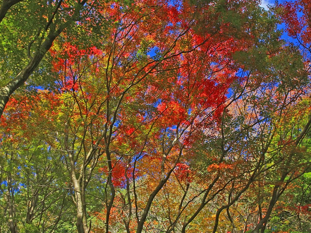 Japan Tour: Rokko Mountain feuilles #14 - 1024x768