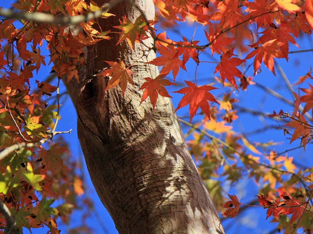 Japan Tour: Rokko Mountain leaves #15 - 1024x768