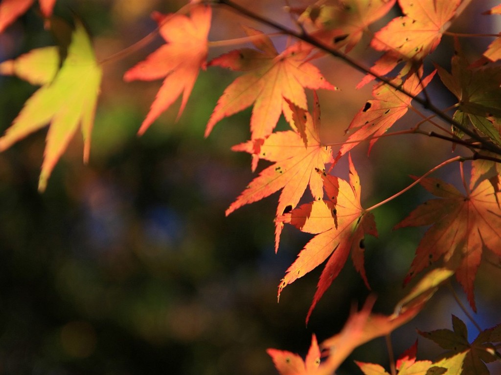 Japan Tour: Rokko Mountain feuilles #16 - 1024x768