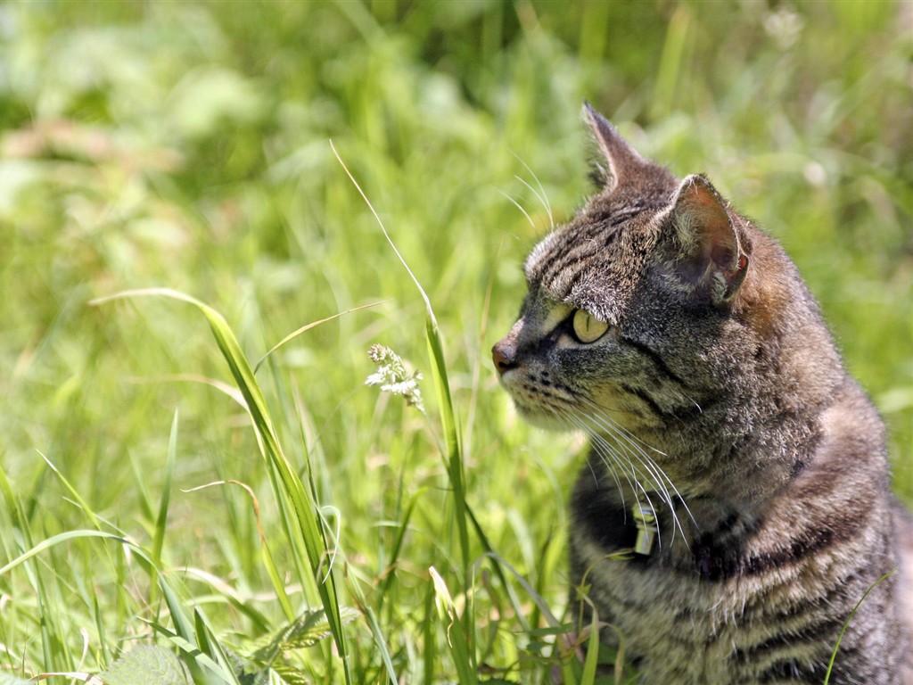 Cat photo d'écran HD #19 - 1024x768