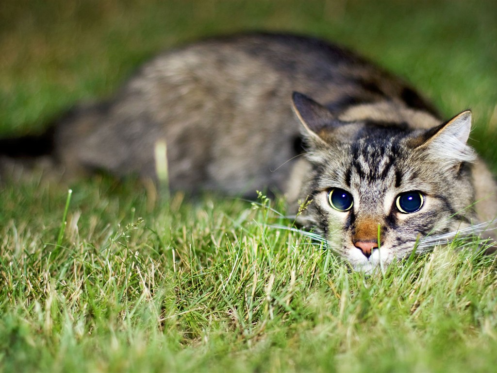 Cat photo d'écran HD #37 - 1024x768