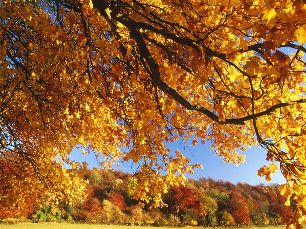 Thick autumn scenery wallpaper #8 - 1024x768