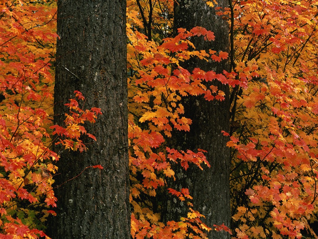 Thick autumn scenery wallpaper #15 - 1024x768