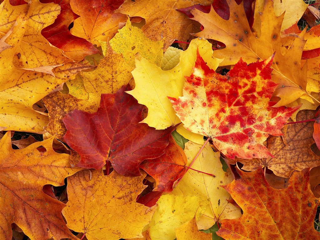 Thick autumn scenery wallpaper #20 - 1024x768