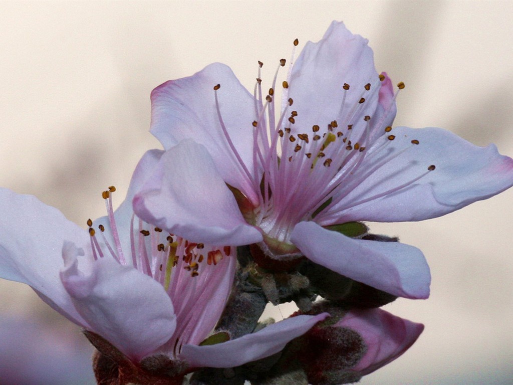 Flores de primavera (Minghu obras Metasequoia) #2 - 1024x768