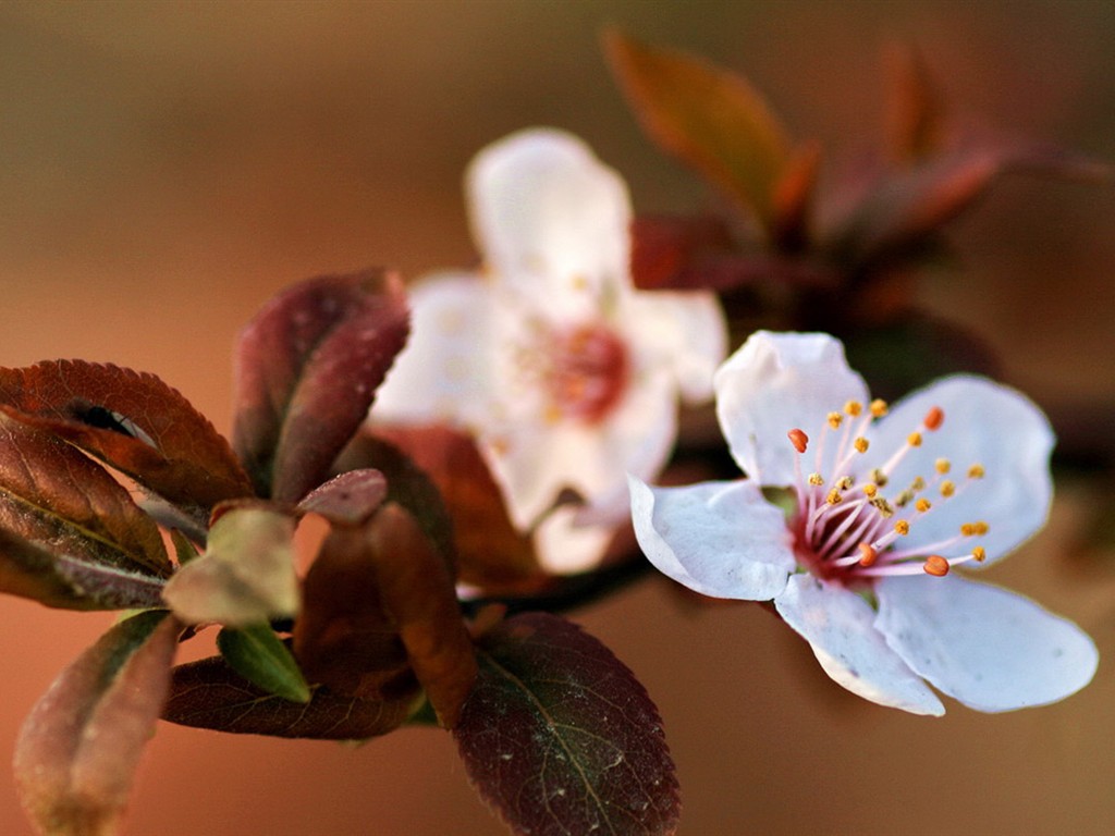Flores de primavera (Minghu obras Metasequoia) #4 - 1024x768