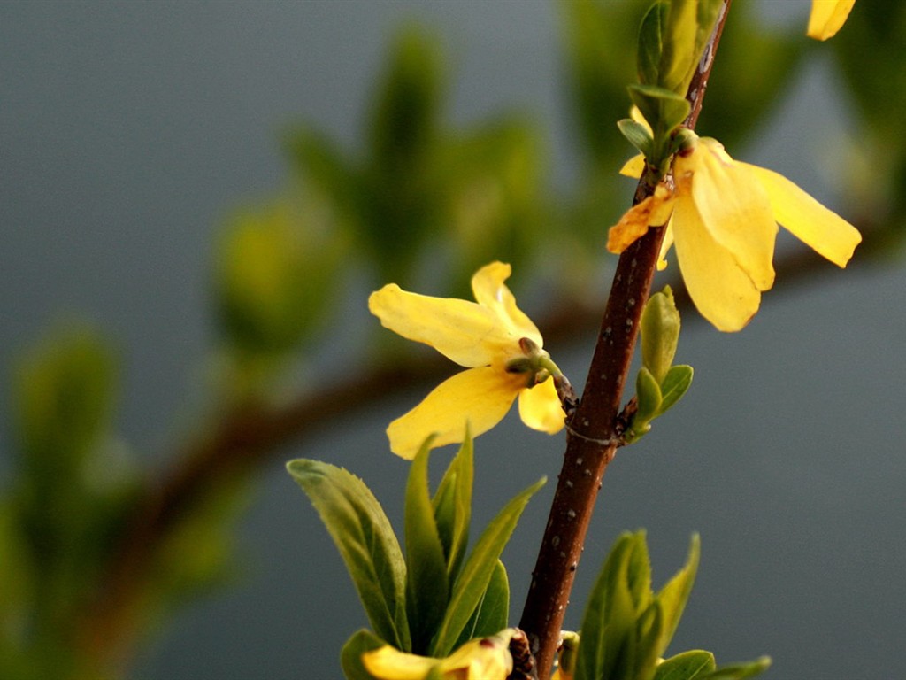 Flores de primavera (Minghu obras Metasequoia) #6 - 1024x768