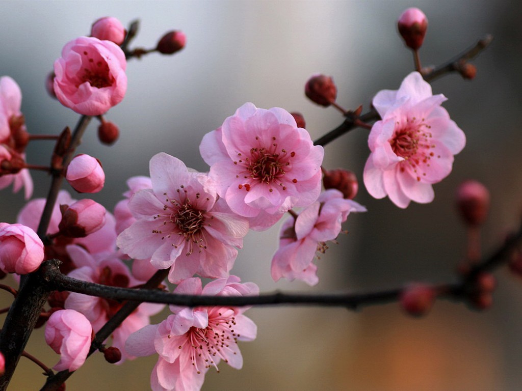 Flores de primavera (Minghu obras Metasequoia) #8 - 1024x768