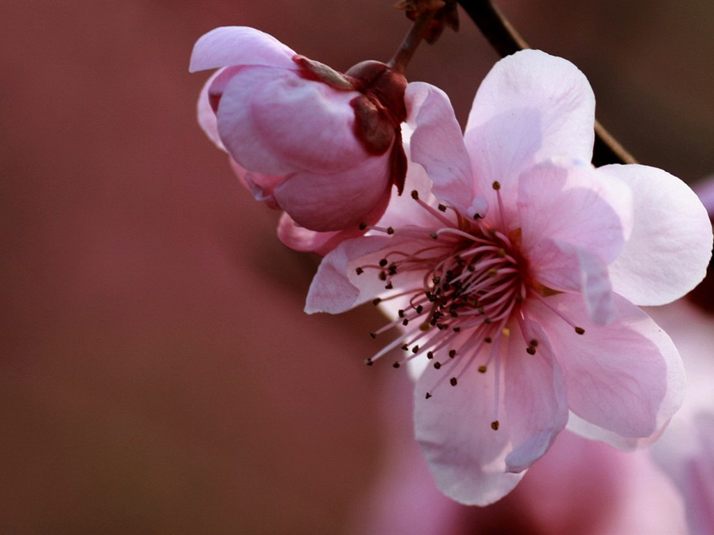 Flores de primavera (Minghu obras Metasequoia) #11 - 1024x768