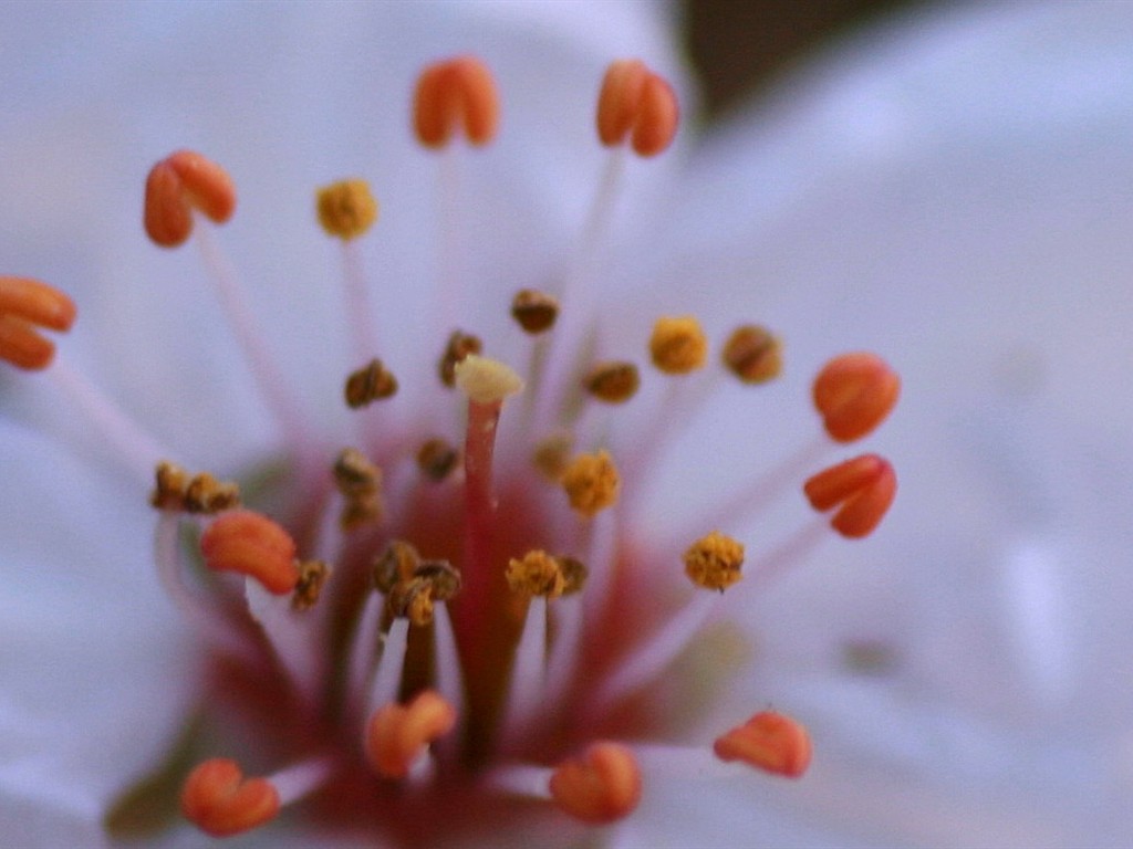 Flores de primavera (Minghu obras Metasequoia) #12 - 1024x768