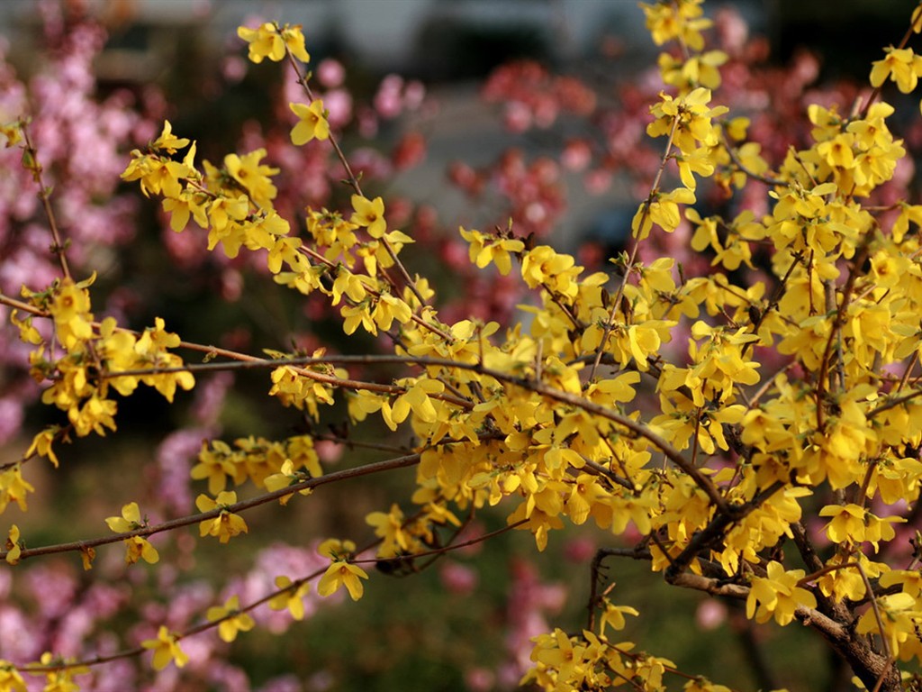 Flores de primavera (Minghu obras Metasequoia) #15 - 1024x768