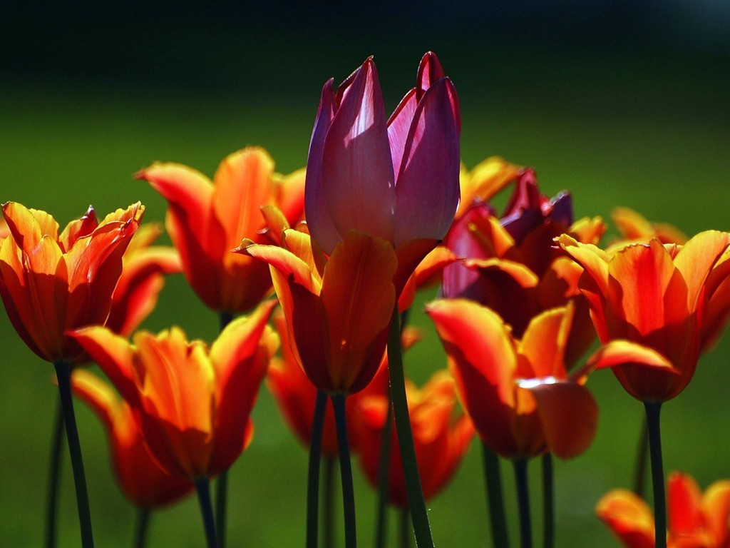 Fond d'écran HD de fleurs colorées #6 - 1024x768