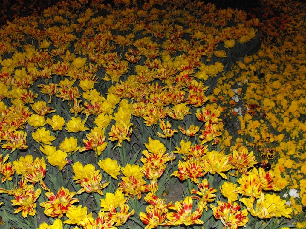 鲜艳夺目花朵高清壁纸17 - 1024x768