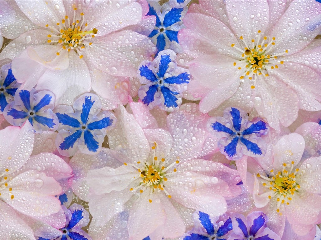 鲜艳夺目花朵高清壁纸20 - 1024x768
