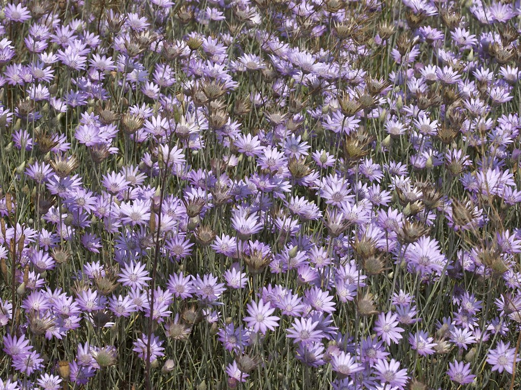 超大叶脉花草高清壁纸10 - 1024x768