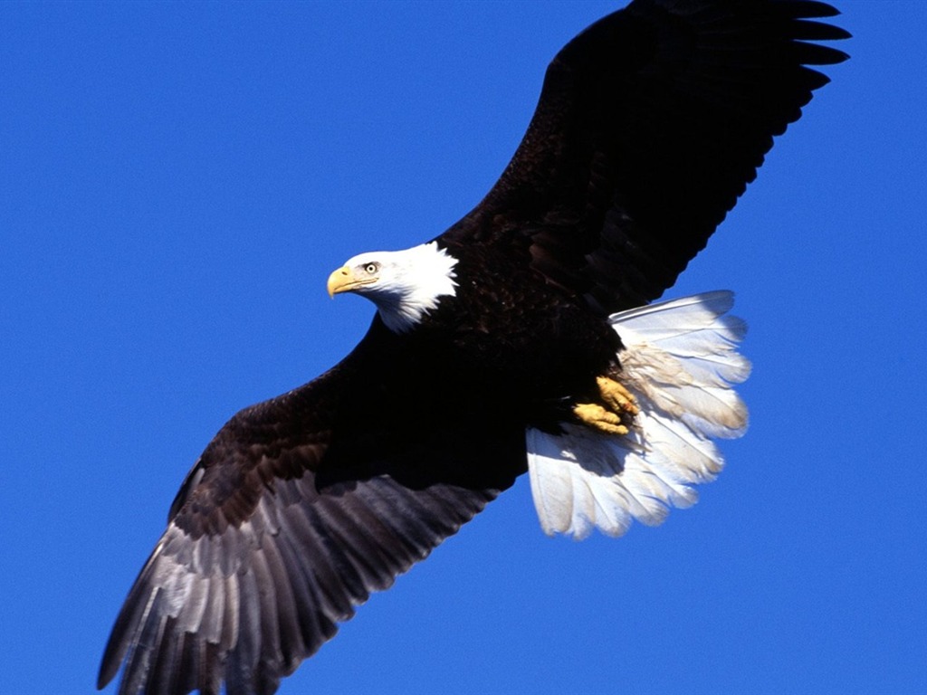 las alas del águila volar fondo de pantalla #1 - 1024x768