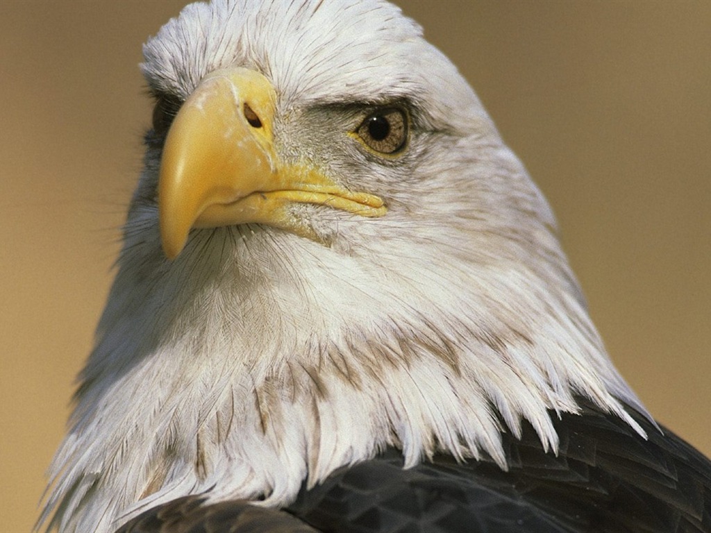 las alas del águila volar fondo de pantalla #4 - 1024x768