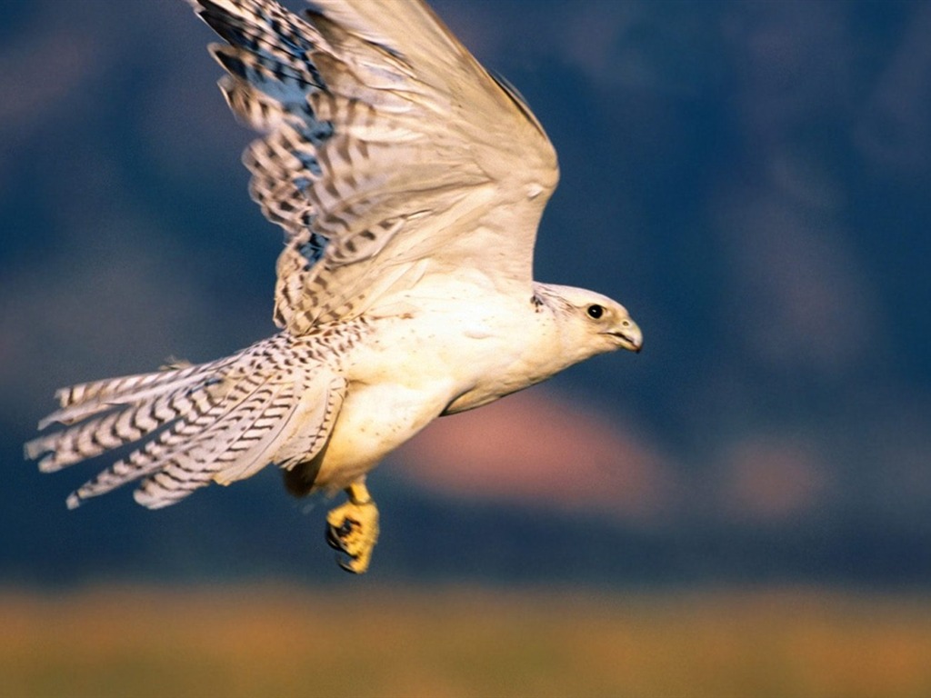 las alas del águila volar fondo de pantalla #5 - 1024x768