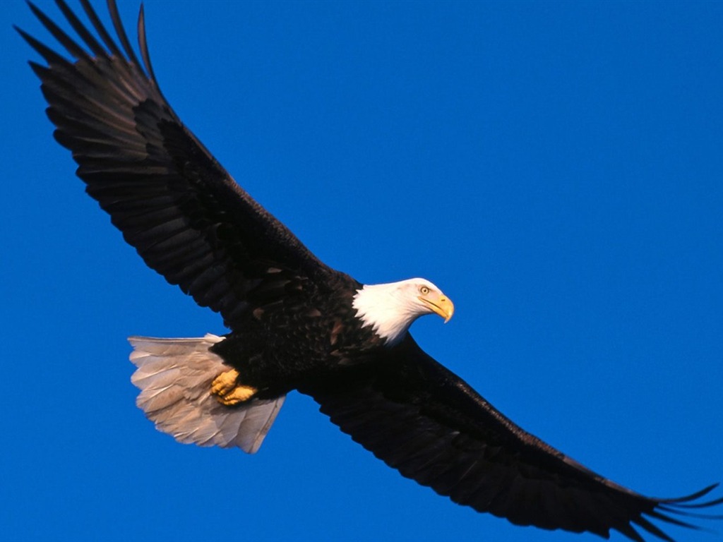 las alas del águila volar fondo de pantalla #8 - 1024x768