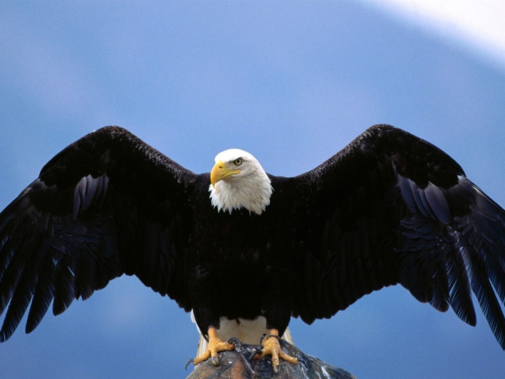 las alas del águila volar fondo de pantalla #9 - 1024x768