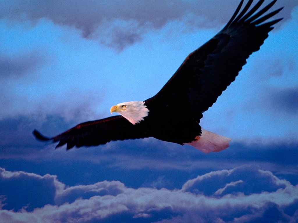 las alas del águila volar fondo de pantalla #12 - 1024x768