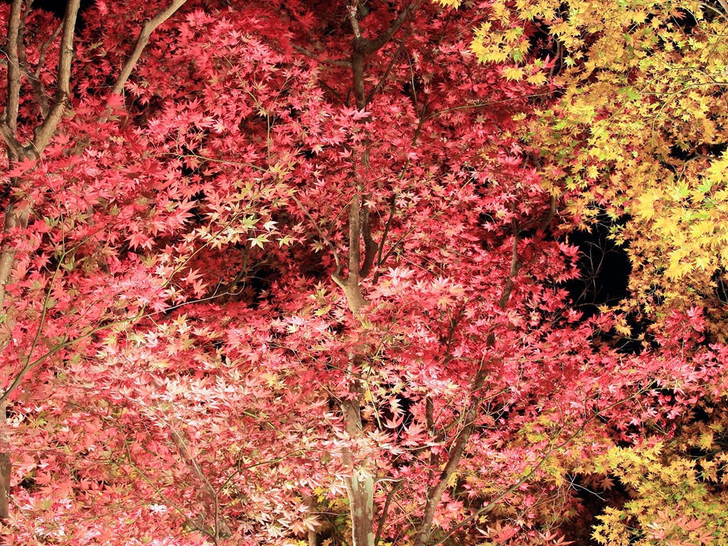 Beautiful Maple Leaf Wallpaper #5 - 1024x768