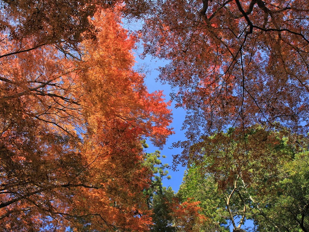 Beautiful Maple Leaf Wallpaper #8 - 1024x768