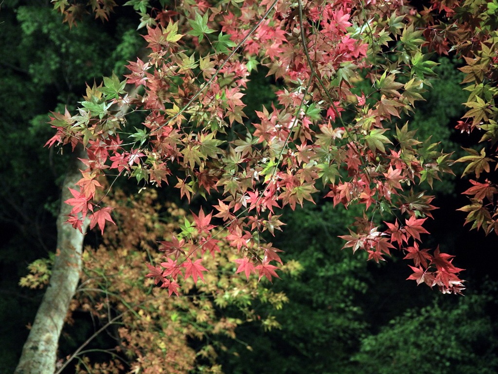 Krásné Maple Leaf Wallpaper #13 - 1024x768