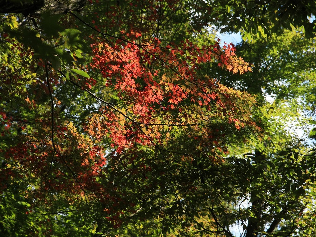 아름다운 단풍잎 바탕 화면 #18 - 1024x768