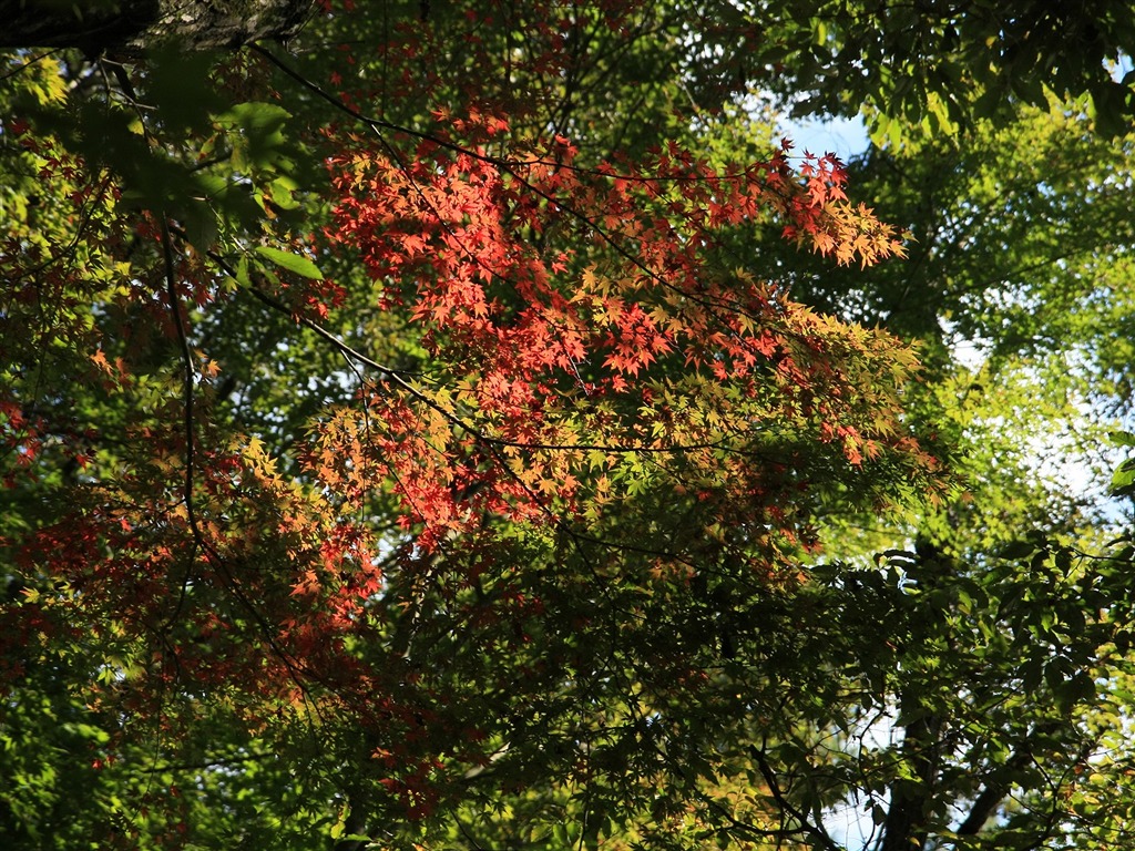 Fond d'écran Belle Feuille d'érable #18 - 1024x768