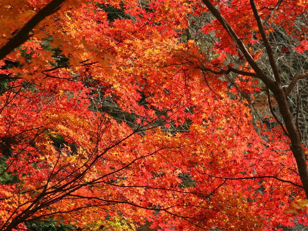 Beautiful Maple Leaf Wallpaper #20 - 1024x768