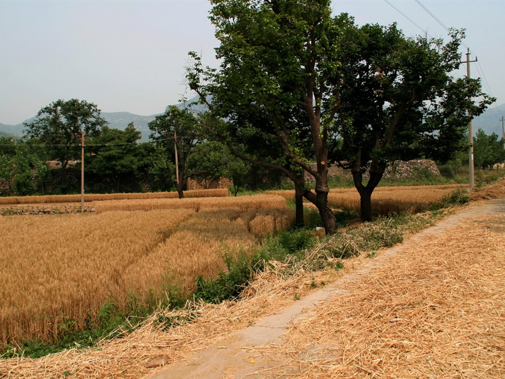 Пшеница знакомые (Minghu Метасеквойя работ) #1 - 1024x768