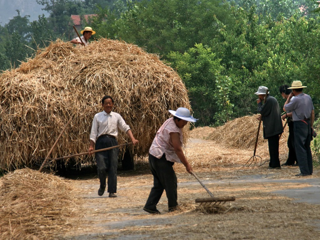 Пшеница знакомые (Minghu Метасеквойя работ) #5 - 1024x768